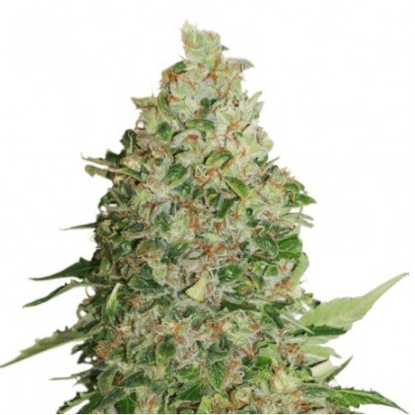 Bcn Critical XXL